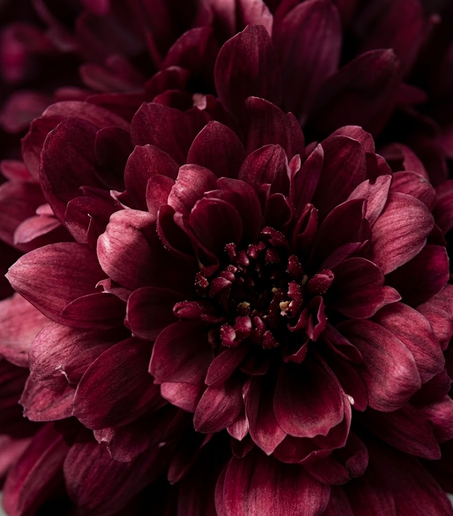 Dunkelrote Blume